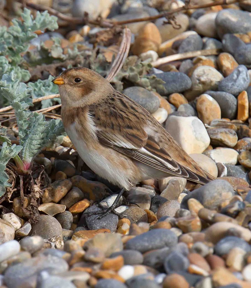 Snow Bunting