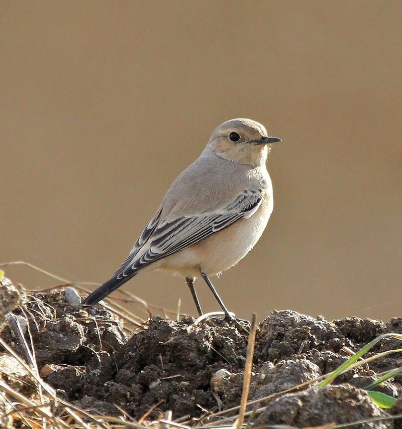 Desert Wheatear