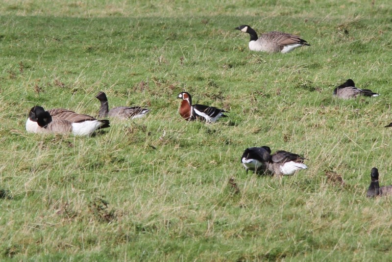 Red-breasted Goose