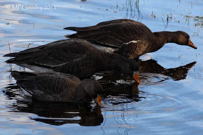 Greenland White-fronted Goose