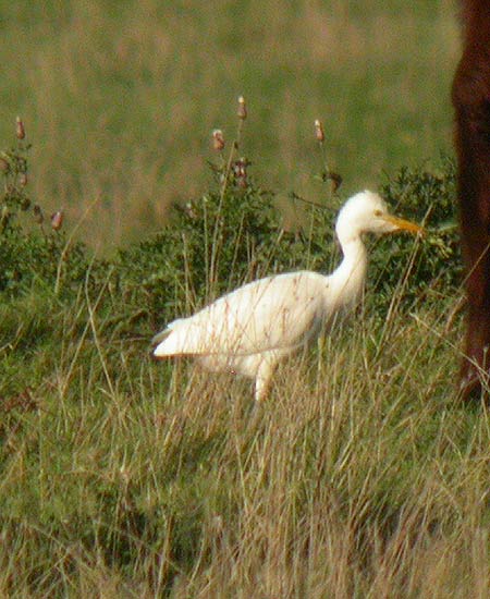 Cattle Egret