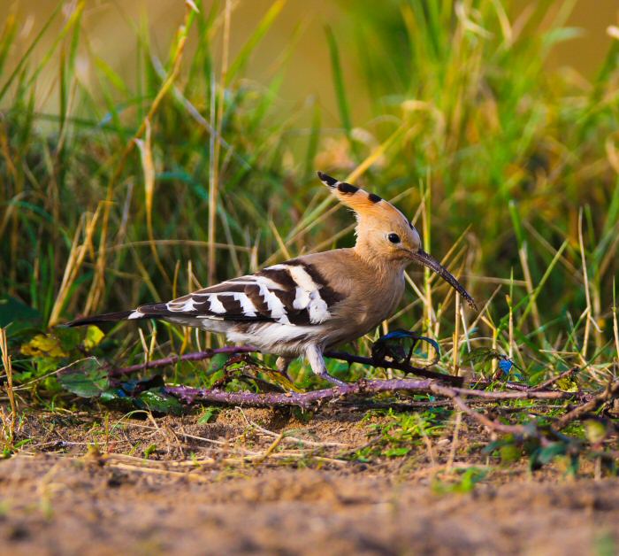 Hoopoe