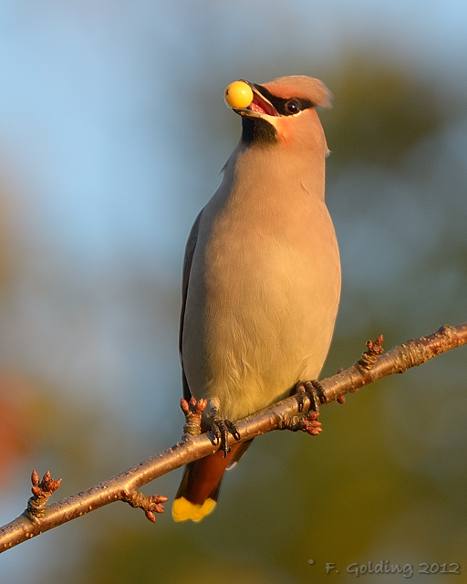 Waxwing