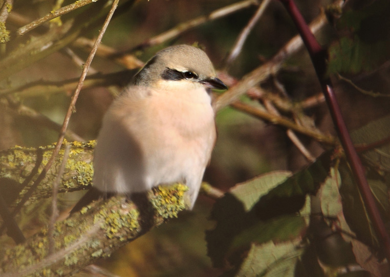Daurian Shrike