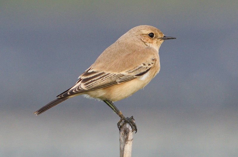 Desert Wheatear