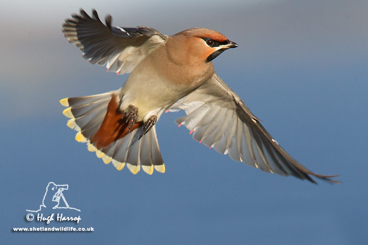 Waxwing