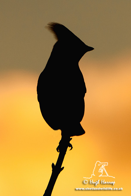 Waxwing
