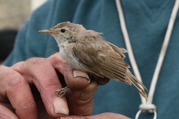 Booted Warbler