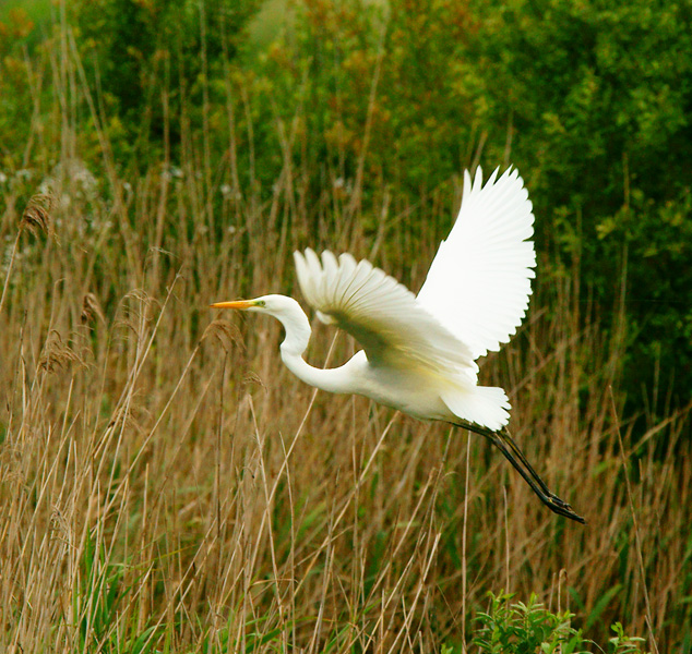 Great White Egret
