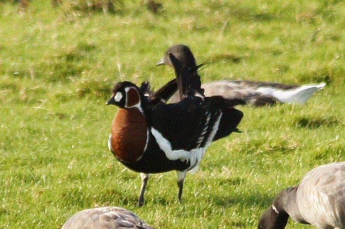 Red-breasted Goose
