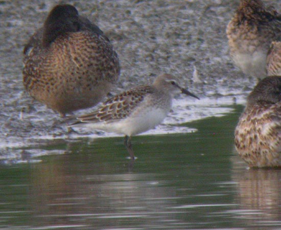White-rumped Sandpiper