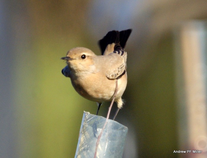 Desert Wheatear