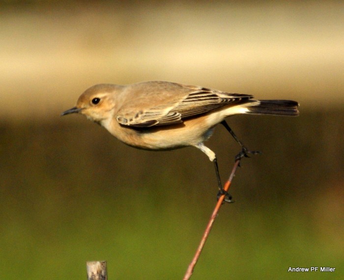 Desert Wheatear