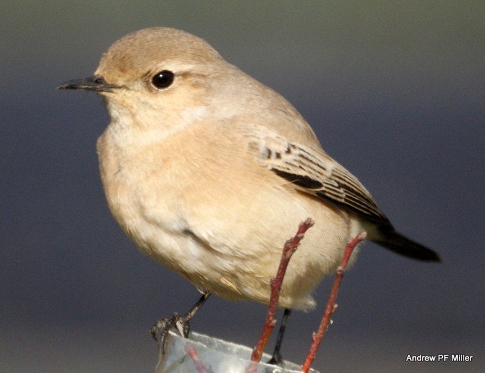 Desert Wheatear