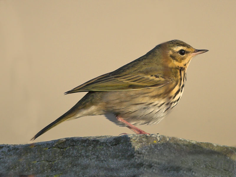 Olive-backed Pipit