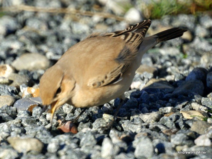 Desert Wheatear