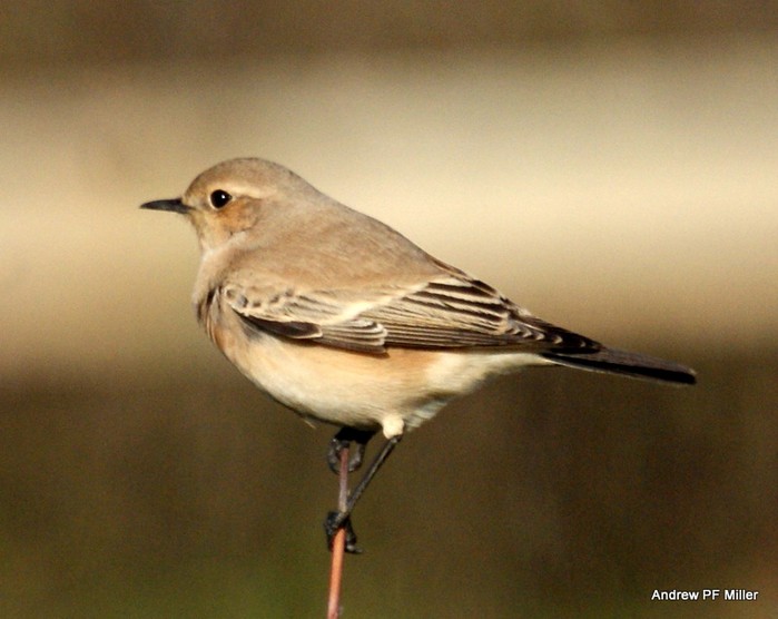 Desert Wheatear