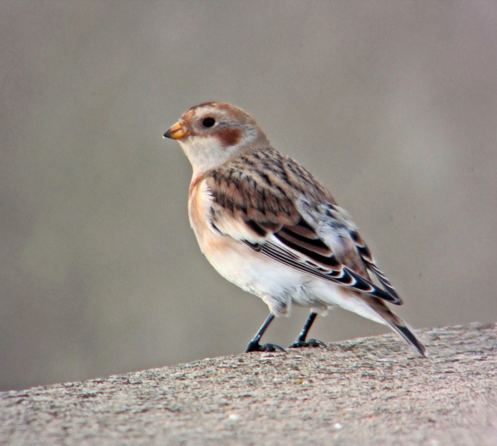 Snow Bunting