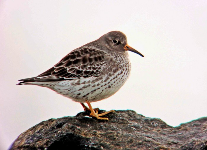 Purple Sandpiper