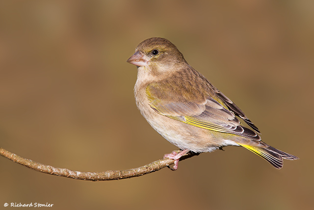 Greenfinch