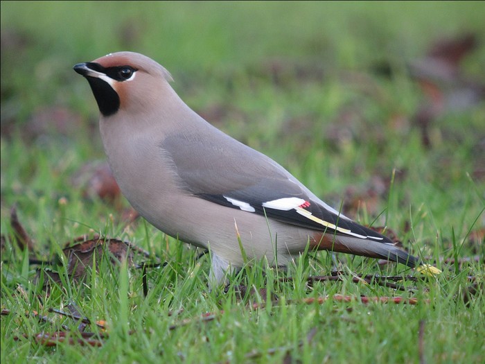 Waxwing