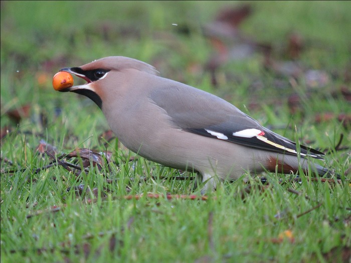 Waxwing