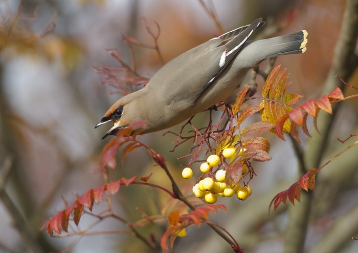 Waxwing