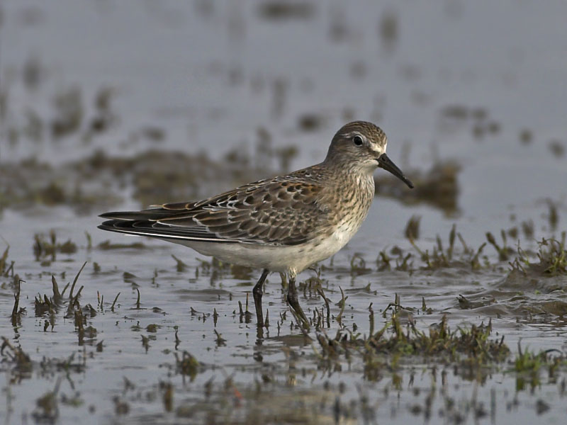 White-rumped Sandpiper