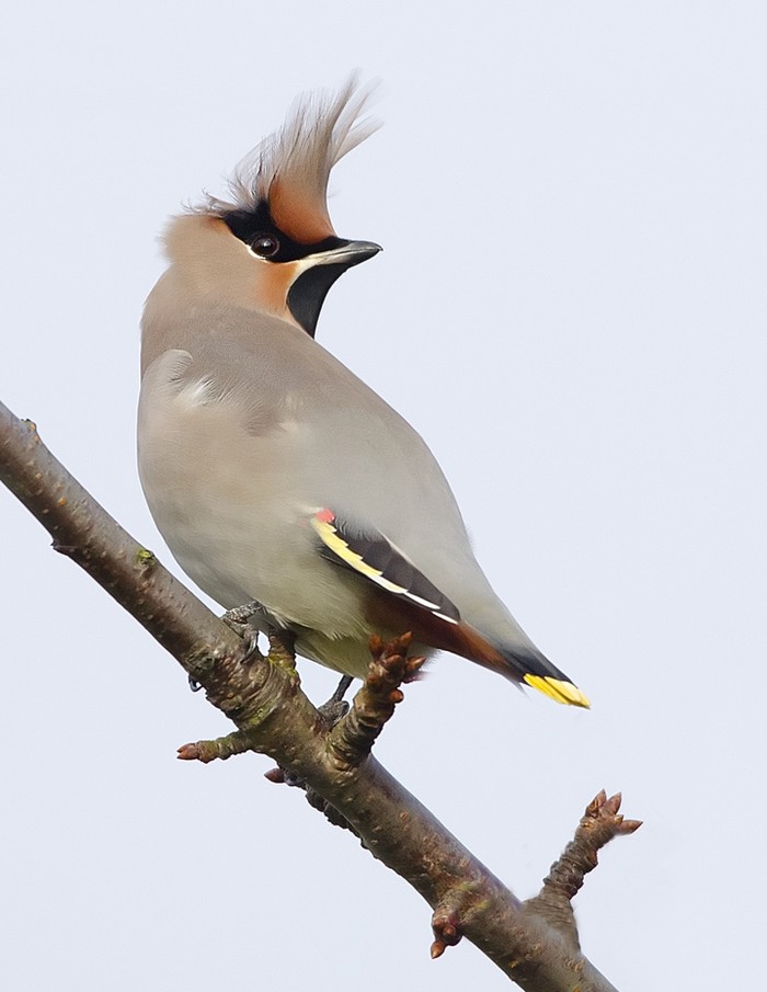 Waxwing