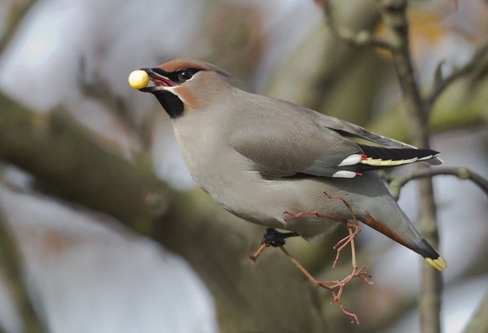 Waxwing