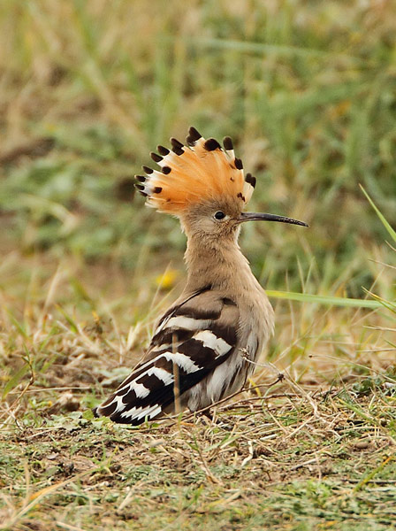 Hoopoe
