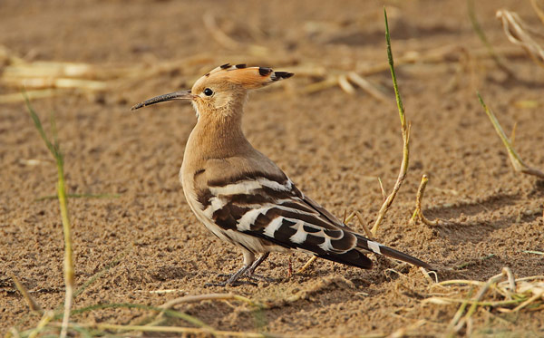 Hoopoe