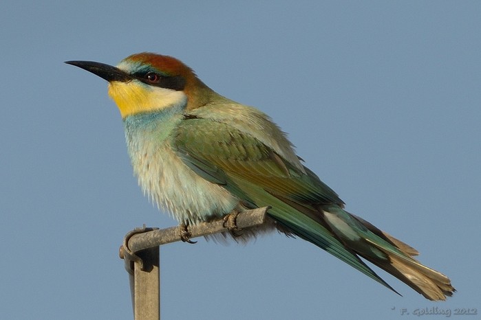 Bee-eater