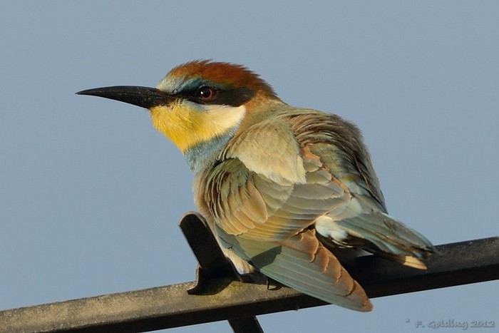 Bee-eater