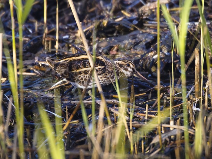 Jack Snipe 