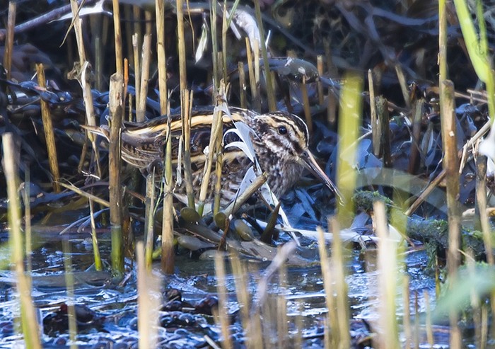 Jack Snipe