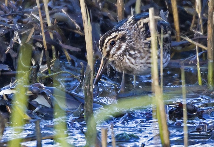 Jack Snipe