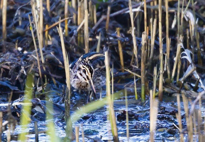 Jack Snipe