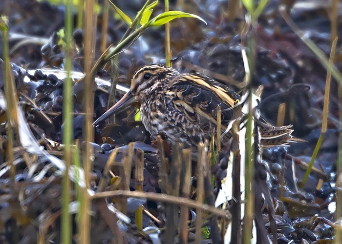 Jack Snipe