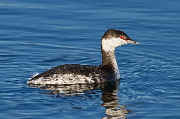 Slavonian Grebe