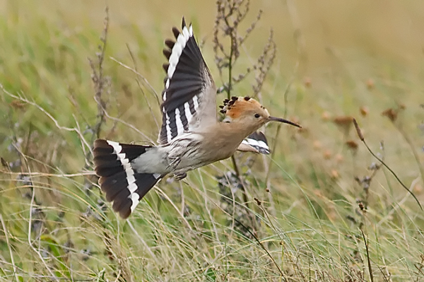 Hoopoe