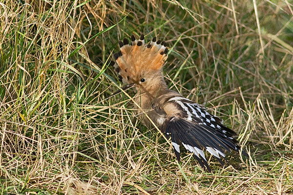 Hoopoe