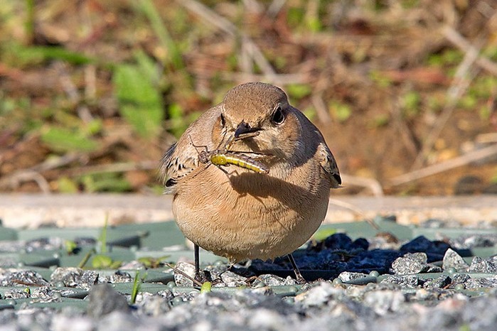 Desert Wheatear