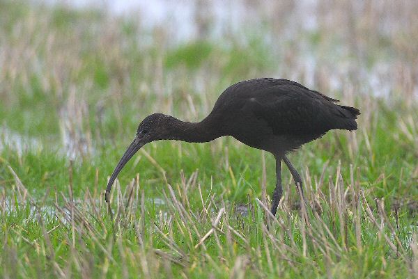 Glossy Ibis