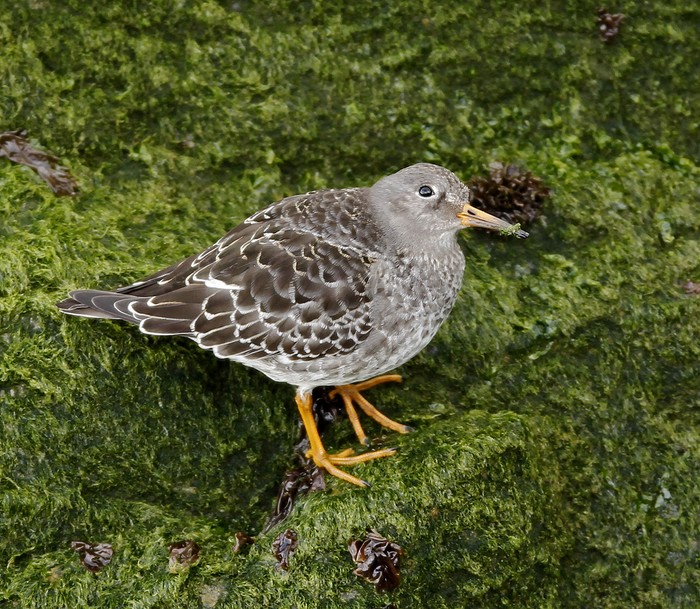 Purple Sandpiper