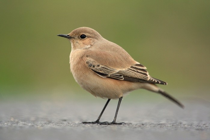 Desert Wheatear