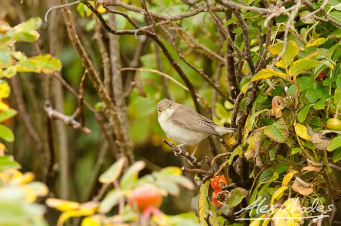 Eastern Olivaceous Warbler