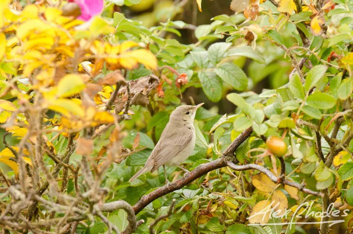 Eastern Olivaceous Warbler