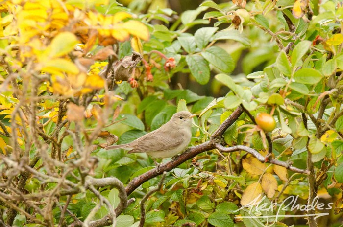 Eastern Olivaceous Warbler