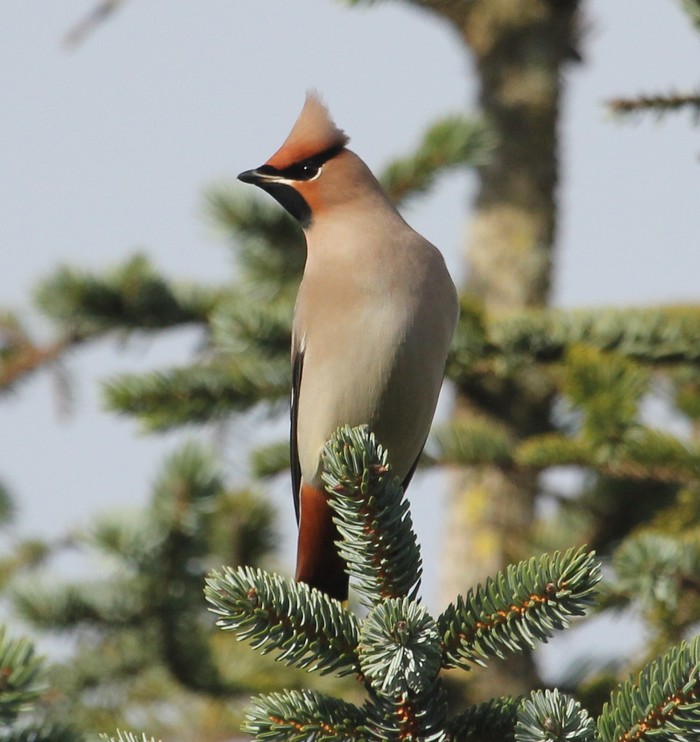 Waxwing